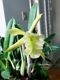 Image result for Hawaiian Orchid 1999 Truck