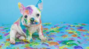 31 Funny Zoom Backgrounds Your Coworkers Will Be Drooling Over Updated Animals Dogs Dog Paintings