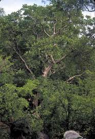 Image result for Priva flabelliformis