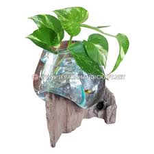 Banyak jenis jenis akuarium dari berbagai bentuk mulai dari panjang kotaj bulat dan. Jual Aquarium Kaca Akar Kayu Jati Unik Jepara Terbaru Murah