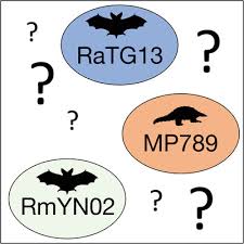 Based on our experience in genetic manipulation we cannot exclude a synthetic origin of. Sars Cov 2 S Claimed Natural Origin Is Undermined By Issues With Genome Sequences Of Its Relative Strains Deigin Bioessays Wiley Online Library