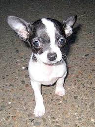 Black And White Maltese Chihuahua Mix Pin On Natures Friends