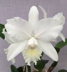 Cattleya Hawaiian Wedding Song Virgin Angel Bells X Claesiana Z 9388 Cattleya Fragrant Orchid Orchidsbyhausermann Cattleya Cattleya Orchid Orchids