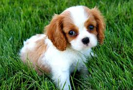 Maybe you would like to learn more about one of these? Descubre Cuales Son Las 7 Razas De Perros Mas Caras Del Mundo