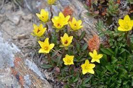Fiori gialli primaverili spontanei : 370 Idee Su Fiori Spontanei Fiori Piante Bellissimi Fiori