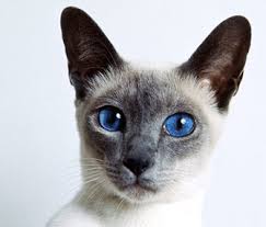 Domestic/wild cat is a carnivorous mammal that breed description: 5 Cat Breeds Who Take Well To Training