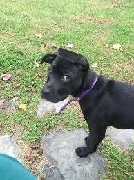 Black And White Pitbull Mix Puppy Pin On Animals