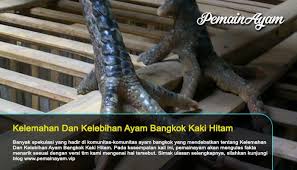 We did not find results for: Kelemahan Dan Kelebihan Ayam Bangkok Kaki Hitam Bangkok Ayam Fakta Menarik