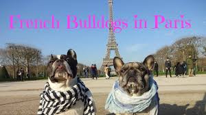 Find french bulldogs for sale on oodle classifieds. French Bulldogs In Paris Youtube