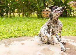Which spider bites can be fatal? Dog Skin Allergies Or Bug Bites What Does My Pet Have Petmd
