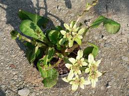 Image result for Heuchera cylindrica Greenfinch