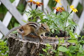 Get those pesky squirrels out of your garden once and for all with these if you've noticed squirrels digging in your pots or stealing your bulbs, mulch can help—make sure to use try planting mint pots at the edges of your vegetable garden to keep the thieves away. Getting Rid Of Chipmunks Tips For Chipmunk Control In Gardens