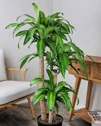 Image result for Dracaena fragrans