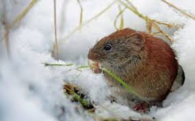 Baume Kalken Im Herbst Die Richtige Pflege Gegen Schadlinge Im Garten Schadlinge Im Garten Nagetiere Wiesenblumen