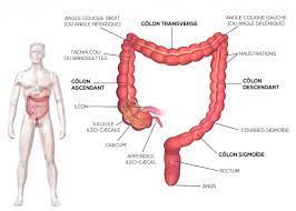 It extracts water and salt from. Colorectal Pathologies