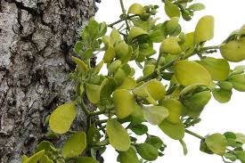 Mistletoe seeds germinate best in february and march, not at christmas. What Is Mistletoe The Infinite Spider