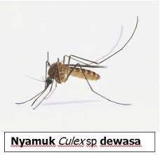 Penyakit mozaik yang menyerang daun tanaman tembakau disebabkan oleh virus. Nyamuk Vektor Japanese Encephalitis Culex Tritaeniorhynchus