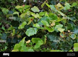 Image result for Rhoicissus tomentosa