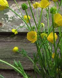 Buttercups Ranunculus Acris Trees To Plant Wild Flowers Country Gardening
