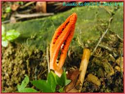 Image result for Pseudocolus schellenbergiae