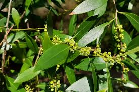 Image result for Maytenus chasei