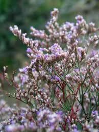 Image result for Limonium