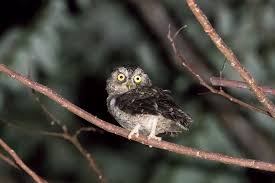 Record and instantly share video messages from your browser. Sulawesi With A Difference Tours Endemics Specialities Birdquest