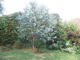 Eucalyptus Neglecta For Screen Backyard Trees Native Garden Trees To Plant