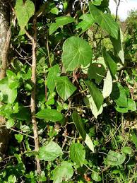 Image result for Stephania abyssinica