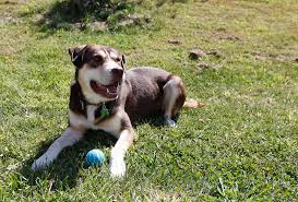 Areas columbia second chance serves. After Fostering 174 Dogs Melissa Kron Knows All About Second Chances Local Columbiamissourian Com