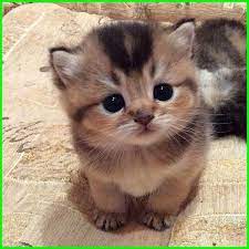 100 gambar kucing lucu dan imut. Gambar Kucing Lucu Imut Dan Paling Menggemaskan Sedunia Gambar Kucing Lucu Kucing Dan Anak Kucing Bayi Kucing
