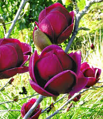 Magnolie Genie 1 Pflanze Pflanzen Blumensamen Magnolien