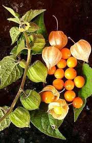 Cultiver La Cerise De Terre Cultiver Jardinage En Pots Berry