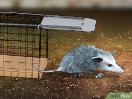 How to get rid of possums under house if a possum showed up under your house, you should by all means force it out. Easy Ways To Get Rid Of Possums Wikihow
