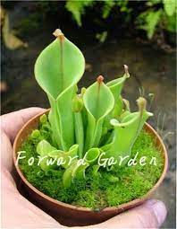 Pin By Magda Pantazi On Rasteniya Carnivorous Plants Insectivorous Plant Plants