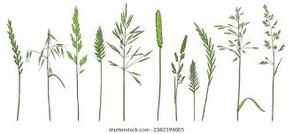 Image result for Poaceae