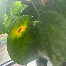 Image result for Hibiscus panduriformis