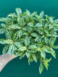 Image result for Pilea cadierei