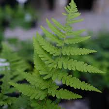 Image result for Dryopteris
