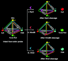 Dna molecule drawing at paintingvalley com explore collection of. A Multifunctional Dna Nanostructure Based On Multicolor Fret For Nuclease Activity Assay Analyst Rsc Publishing