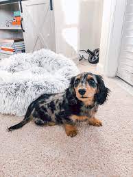 Cute Mini Long Haired Dachshund Long Haired Dachshund Mini Long Haired Dachshund Cute Puppies