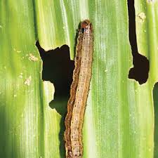 For more information, please log in. Https Reliefweb Int Sites Reliefweb Int Files Resources Fallarmyworm Ipm Guide Forafrica Pdf