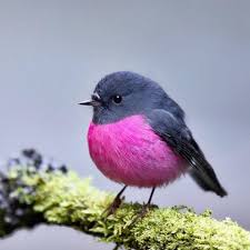 Bird With White Stripes On Wings The Pink Robin Petroica Rodinogaster Is A Small Passerine Bird Native To Southeastern Australia It S Sexually Dimor Bird Pictures Bird Photography Pet Birds