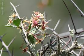 Image result for Putterlickia