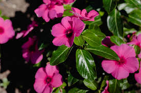 New types grow in a column (pillar) shape that's sized right for small gardens. Best Evergreen Flowering Plants