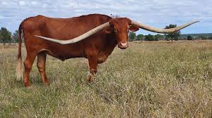 Maybe you would like to learn more about one of these? Texas Longhorns Australia Announce Competition Winners At Agm And Presentation Night The Land Nsw