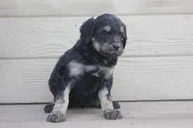 Red, apricot and creams are possibilities. Labradoodle Puppies For Sale In Sandy Oregon Classified Americanlisted Com