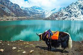 Other than these, the barking deer which is. Top 27 Things To Do In Sikkim In 2021 Traveltriangle