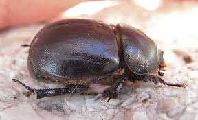 Image result for Pentodon