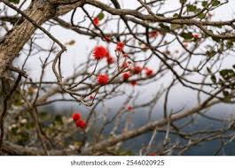 Image result for Erythrina abyssinica